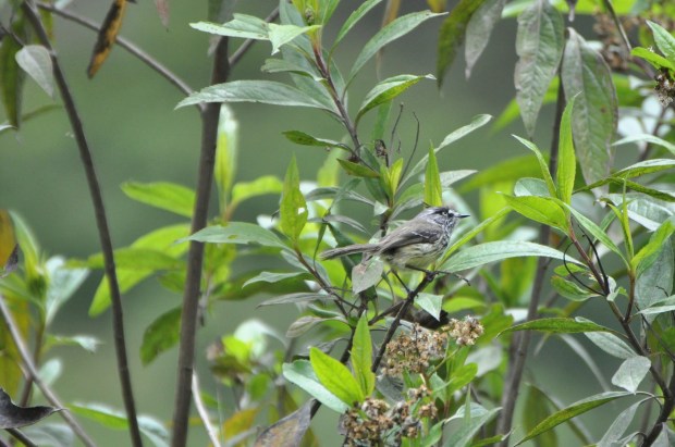 Tufted Tit-Tyrant