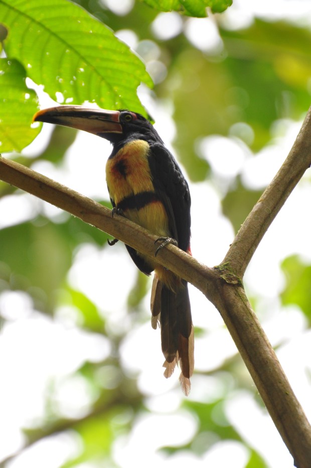 Pale-billed Araçari