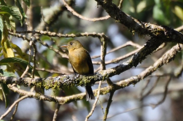 The very rare Ochraceous Pewee was kind enough to give a fantastic view of him in Panama.