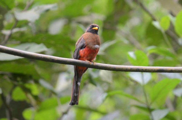 Yeah, I was just totally minding my business during lunch and this Collared Trogon shows up.