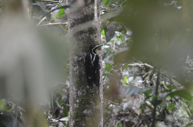 I stumbled upon this Powerful Woodpecker (female), which I might add, IS RARE! (Yay, me!)