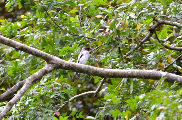 Black-crowned Tityra (female)