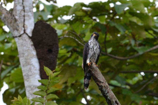 This Black Hawk (juvenile) gives me a puzzled look.