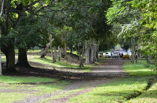 We did most of our birding within sight distance of our car. I love mixed flocks for that reason--you don't have to travel very far to see a lot.