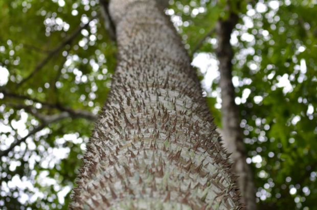 You don't want to hug this tree.