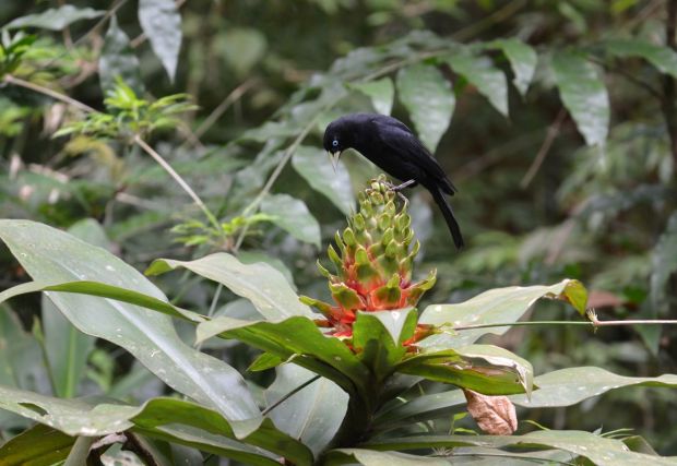 This flower has turned out to be popular, attracting also this Scarlet-rumped Cacique.