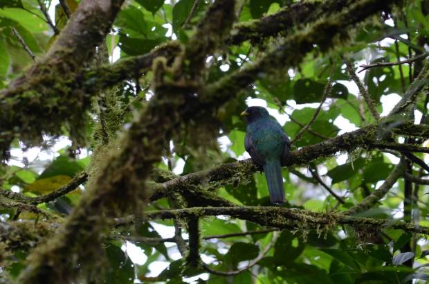 Orange-bellied Trogon