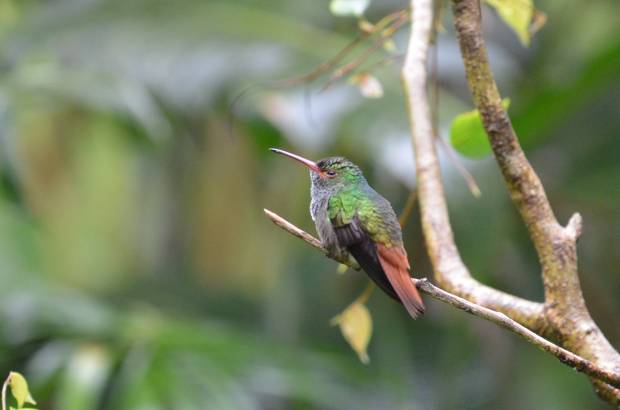 Rufous-tailed Hummingbird