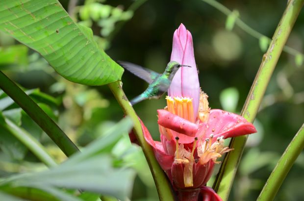 White-vented Plumeleteer