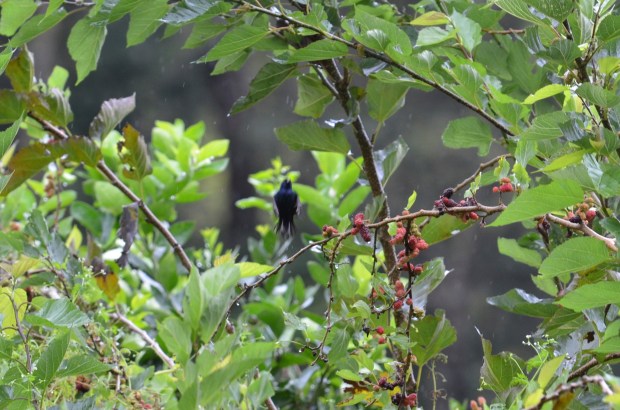 …like this. He does it over and over. (No ladies showed up, though. Oh well.)