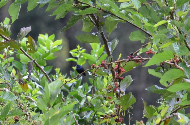 Blue-black Seedeater  is trying to find a mate so he jumps up and down on the branch...