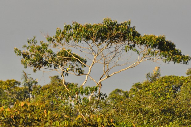 toucan "See there, you guys? Yeah, that yellow dot.  That's a toucan!" (from our recent trip to Ecuador)