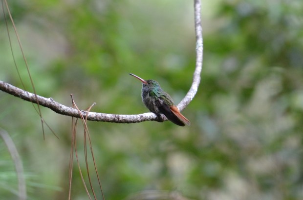 Rufous-tailed Hummingbird