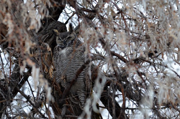 Great-horned Owl (female)