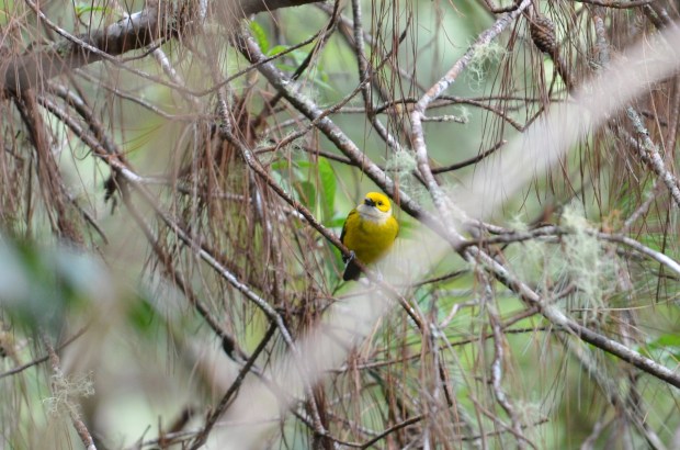 Silver-throated Tanager (Not called in. He just showed up.)