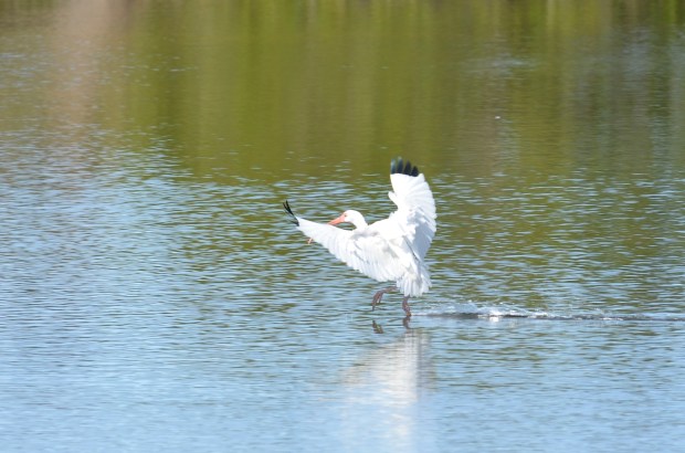White Ibis walking on water