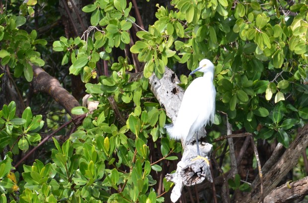 Great Egret?