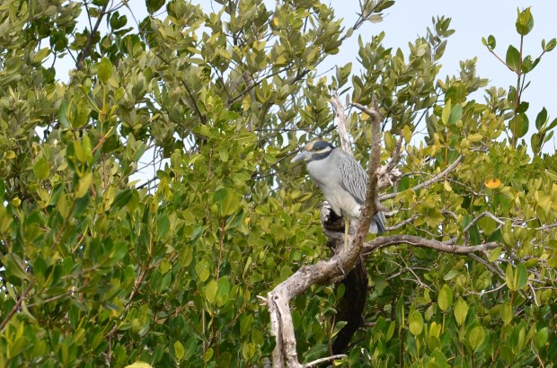 Yellow-crowned Night Heron not in a skulking mood, but in broad daylight.