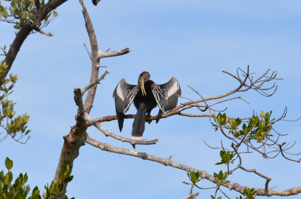 Anhinga