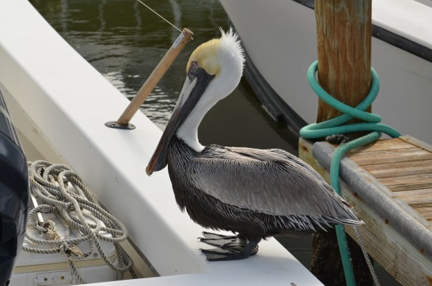 All done now. Back to resting.