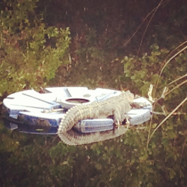 Nothing to look at here, folks. Just an alligator on the way to my meeting. Keep moving.