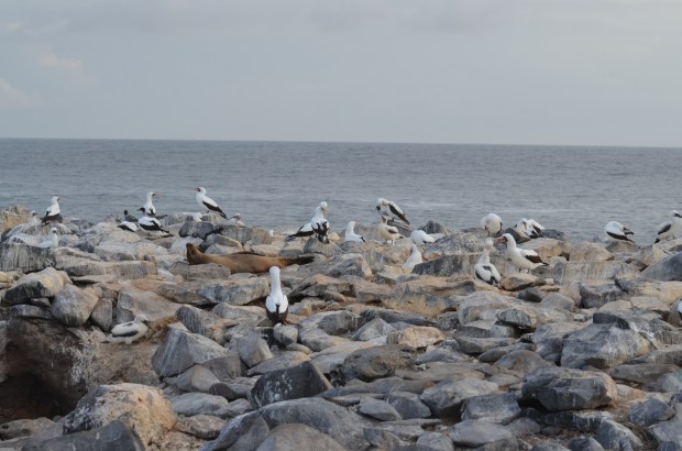 Nazca Boobies on Espanola