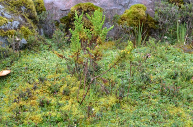 El Cajas National Park