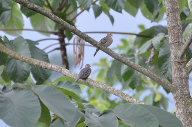 Ecuadorian Doves
