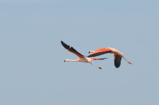 Chilean Flamingos