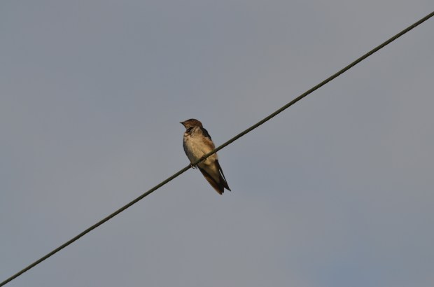 Brown-chested Martin