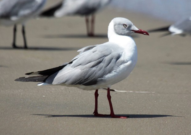Grey-headed Gull (photo by José Illianes)
