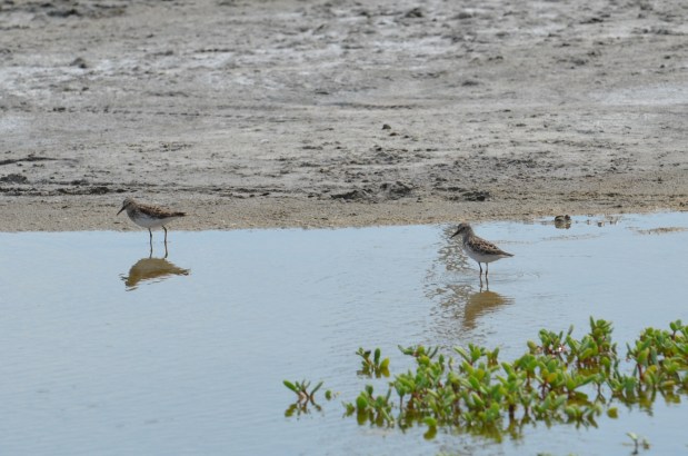 Least Sandpiper and Semi-pulmated Sandpiper