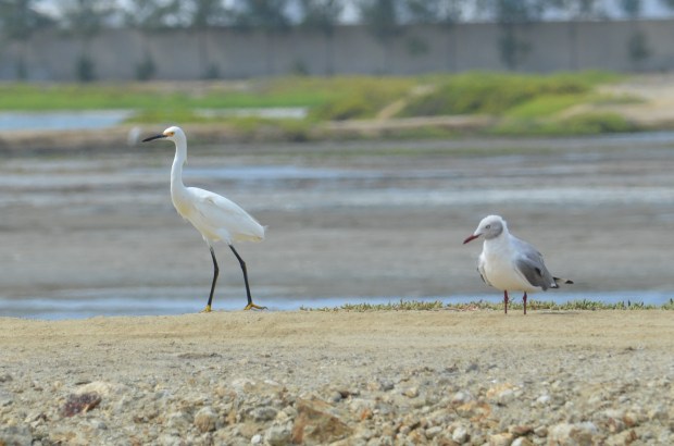 Snowy Egret and Gray-headed Gull