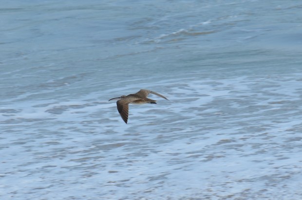Whimbrel