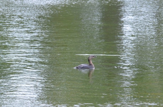 Pied-billed Grebe