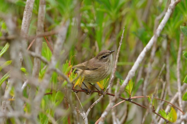 Palm Warbler
