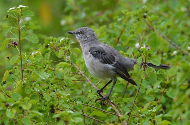 Northern Mockingbird