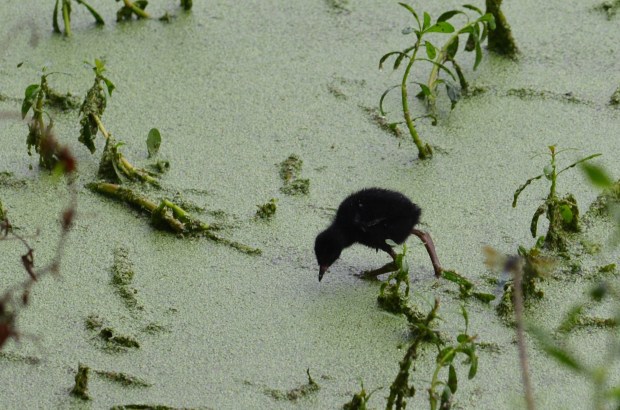 Purple Gallinule chick