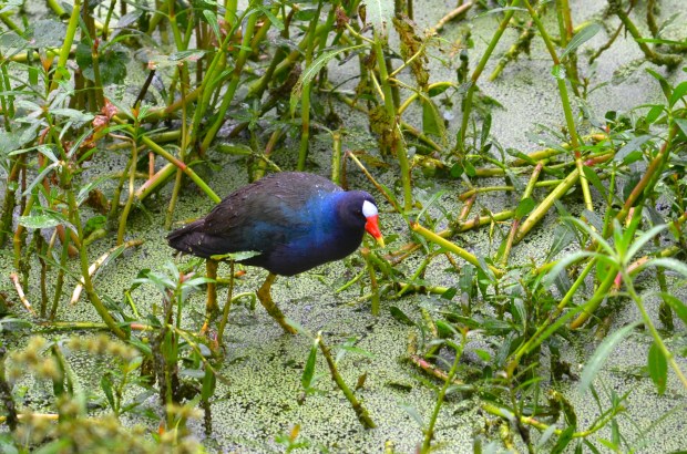 Purple Gallinule