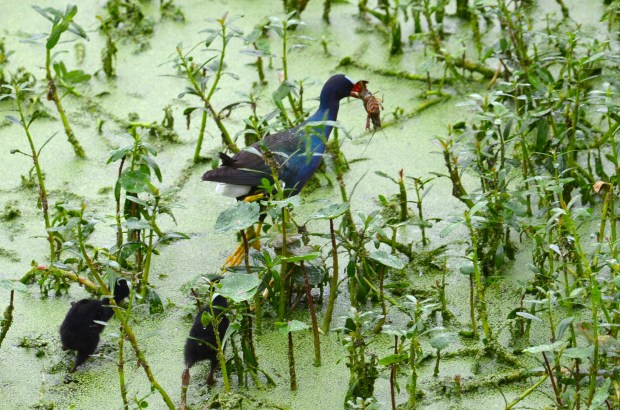 Purple Gallinule with Crawdad