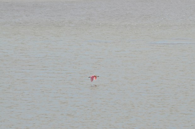 Roseate Spoonbill in flight
