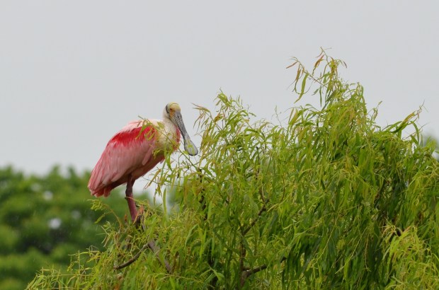 Roseate Spoonbill - gray bill