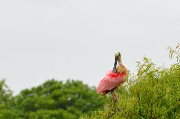 Roseate Spoonbill preening