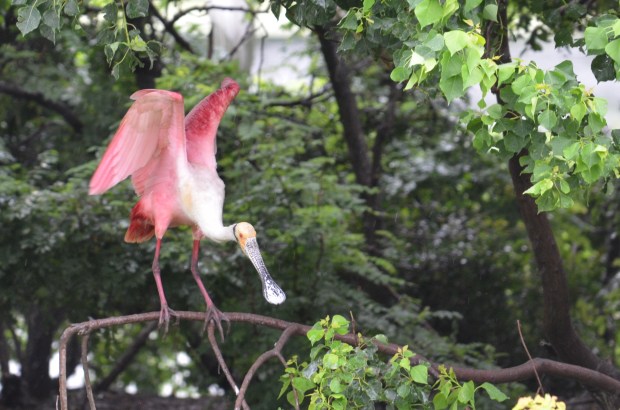 Roseate Spoonbill stretching wings