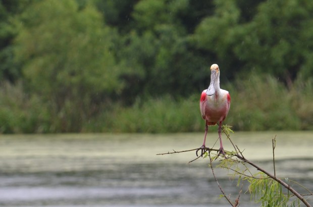 Roseate Spoonbill