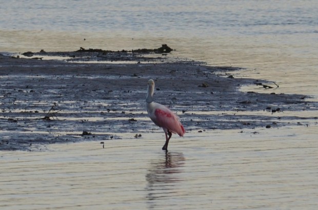 Roseate Spoonbill cropped in