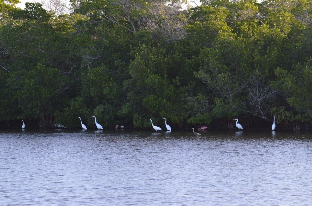 Roseate Spoonbill in distance