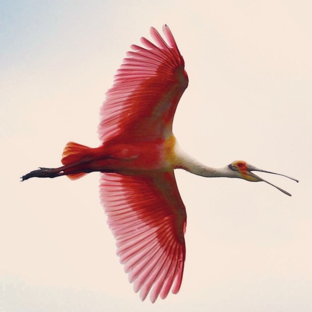 Roseate Spoonbill - flight