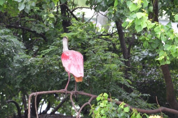Roseate Spoonbill - back