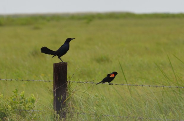 Boat-tailed Grackle and Red-winged Black Bird